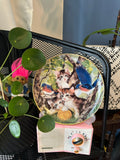 Funny cat & bird decorative plate